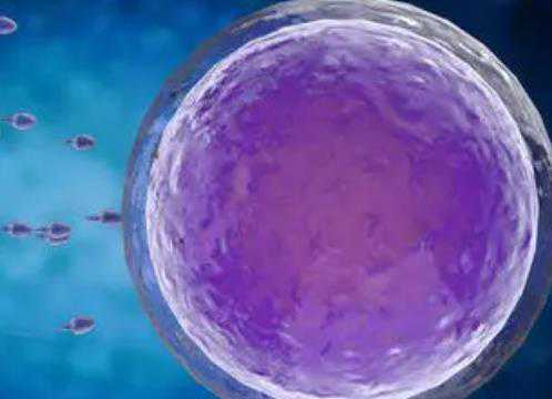 石家庄供卵试管需要多长时间，美国试管专家解析：促黄体生成素对胚胎着床的
